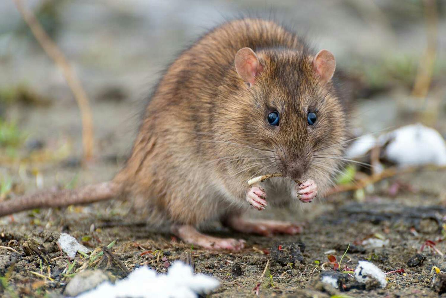 Vesimyyrä koko Rotta vai vesimyyrä